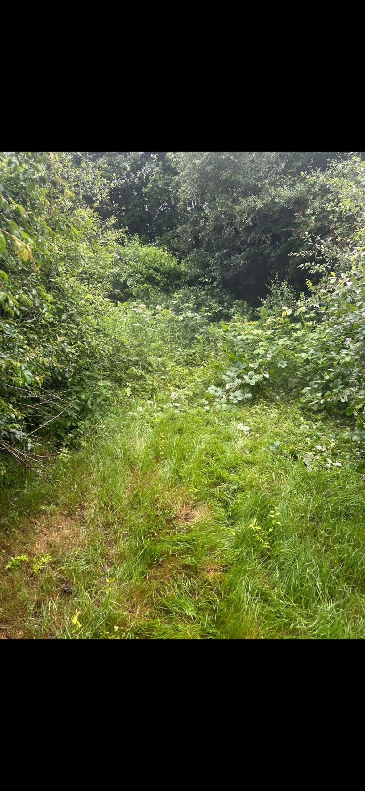 Garden Clearance & Removal: a complete guide for Buckingham homeowners